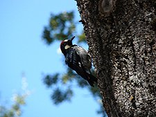 Woodpecker