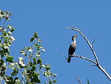 A cool bird way up on top of a tree.