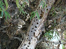 Work of a woodpecker.