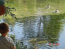 Dave and Hunter watch the ducks.