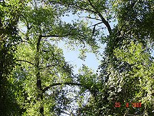 Another view of the trees from our site.