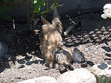 Allie loves to roll in the dirt...