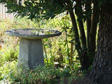 Luther Burbank Gardens