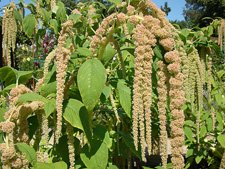 Luther Burbank Gardens