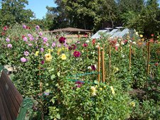 Luther Burbank Gardens