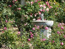 Luther Burbank Gardens