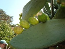 cactus fruit