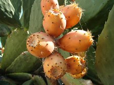 cactus fruit