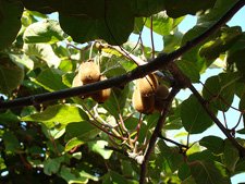 Kiwi fruit