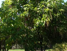 A cool tree full of long pods.