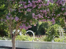 Luther Burbank Gardens