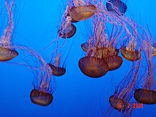 Jellyfish