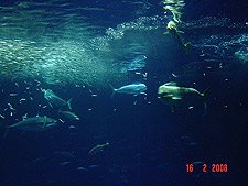 Tuna and Mahi Mahi feeding