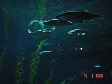 A stingray amongst the other fish...