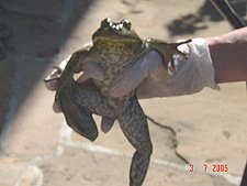 Heidi gets ready to release the bullfrog.