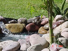 Bullfrog sunning himself on the rocks.
