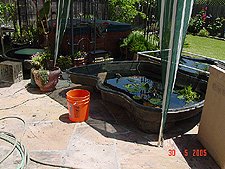 Holding ponds for fish and turtles.