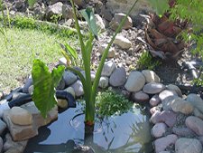 Our big Green Taro water plant.