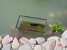 Some of the fish in holding tank.
