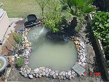 We've planted 4 new Queen Palms.