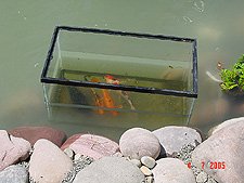 Fish waiting to get into their new home.