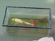 Our big koi waiting to be released.