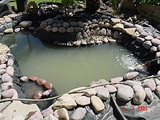 Looking like a real pond now!