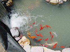 Pond with fish.