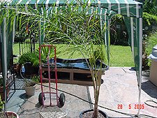 Temporary holding pond.