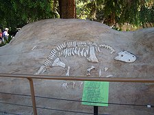fossil replica