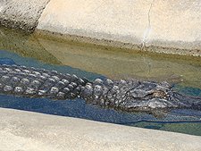Alligator