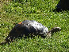 Huge Tortoise
