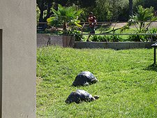 Tortoises