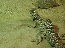 lizzards