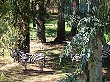 Zebras