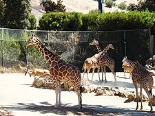 Giraffes