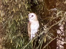 owl