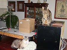 Displaced kitties...