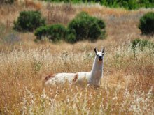Paradise Ridge Winery