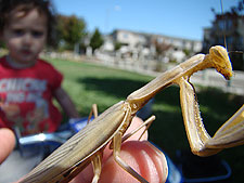 Praying Mantis