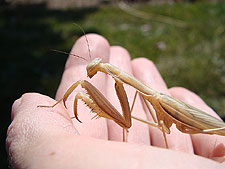 Praying Mantis
