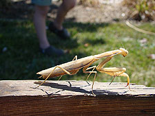 Praying Mantis