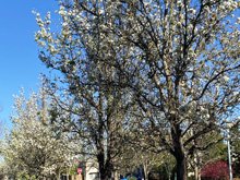Pear Blossom Park