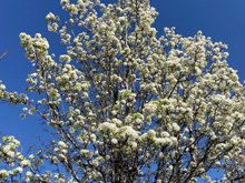 Pear Blossom Park