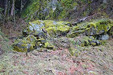 mossy rocks
