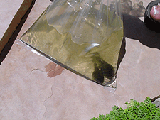 Bullfrog tadpooles...