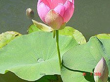 Lotus