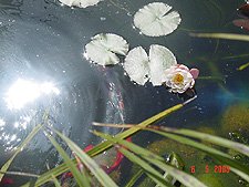 Water Lily bloom.