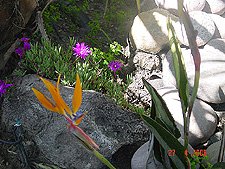 Bird of Paradise, May 2006