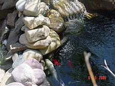 Koi at the waterfall.